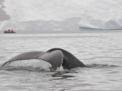 Whale