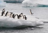 Adelie penguin