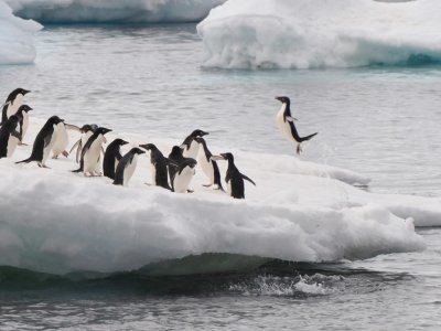 Adelie penguin