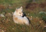 Arctic fox