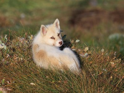 Arctic fox