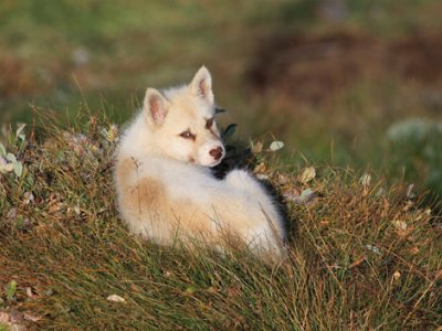 Arctic fox