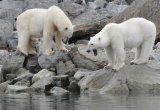 Polar bear family