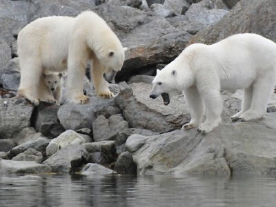 Polar bear family