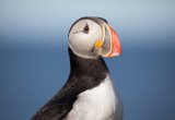 Puffin