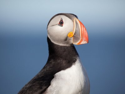 Puffin