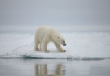 Majestic polar bear