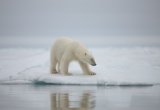 Majestic polar bear