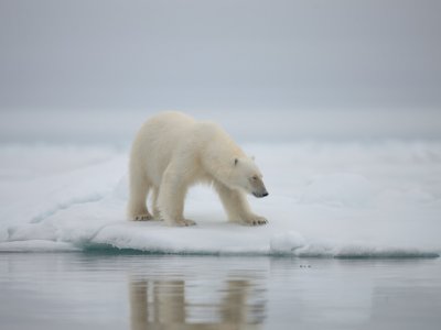 Majestic polar bear