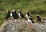 Puffins