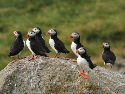 Puffins