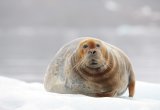 Bearded seal