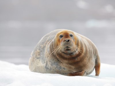 Bearded seal