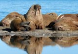 Walrus Svalbard