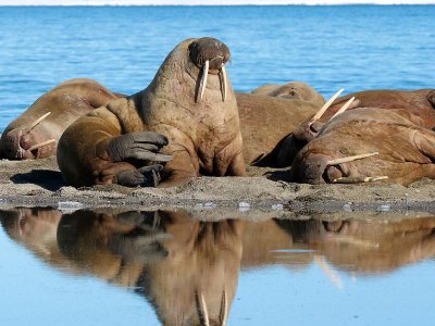 Walrus Svalbard