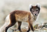 Arctic fox svalbard