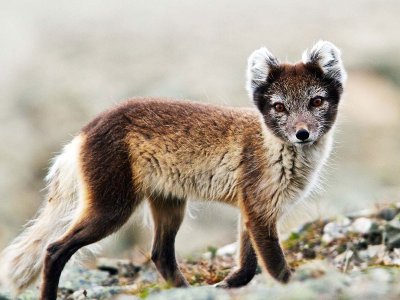 Arctic fox svalbard