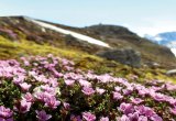 Arctic tundra Svalbard