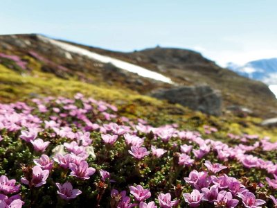 Arctic tundra Svalbard