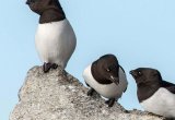 Little Auks, Svalbard