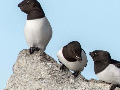 Little Auks, Svalbard