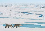 Polar bears Svalbard