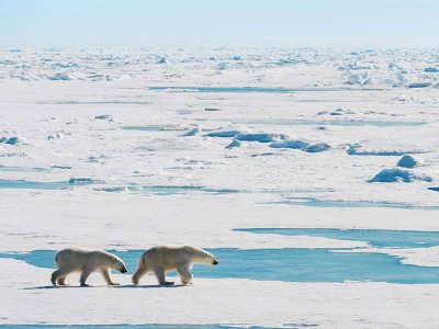 Polar bears Svalbard