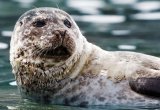 seal Svalbard