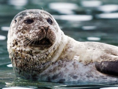 seal Svalbard