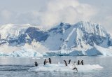 Weddell Sea, Penguins