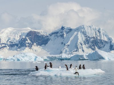 Weddell Sea, Penguins