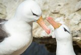 Albatross Falkland Islands