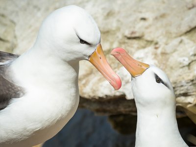 Albatross Falkland Islands