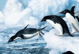 Adelie penguins, Antarctica