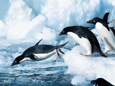 Adelie penguins, Antarctica