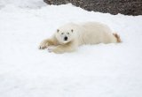 Polar bear