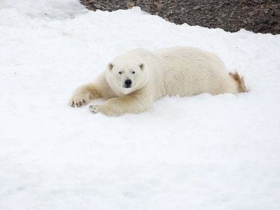 Polar bear