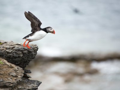 Puffin