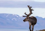 Svalbard Male Reindeer