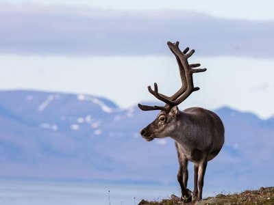 Svalbard Male Reindeer