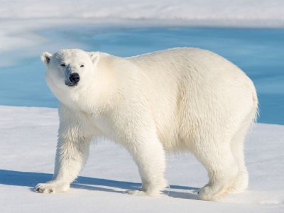 Polar Bear