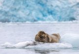 Bearded Seal