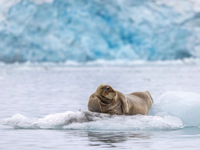 Bearded Seal