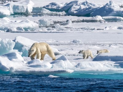 Polar bears