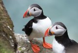 Puffins