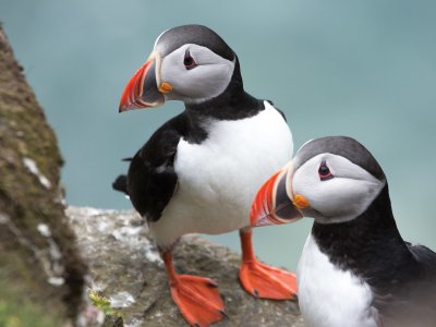 Puffins