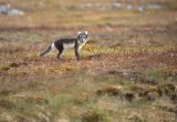 Arctic fox