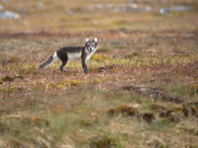 Arctic fox