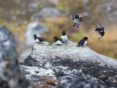 Little auk