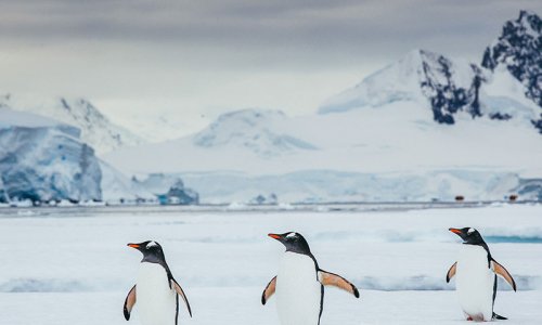 Gentoo penguins, Antarctica